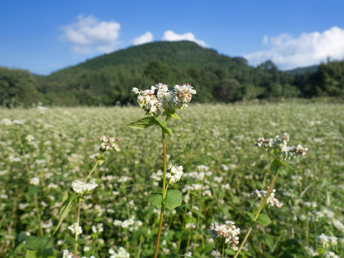 Himalayan Tartary Buckwheat (HTB) - Why I Need This In My Life